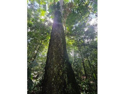 Árbol de castaña amazónica Bertholletia excelsa