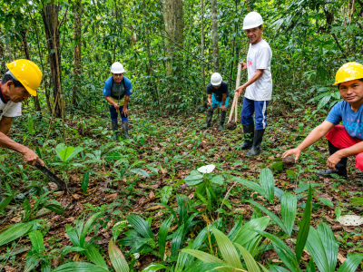 Comuneros recolectando cocos de castaña